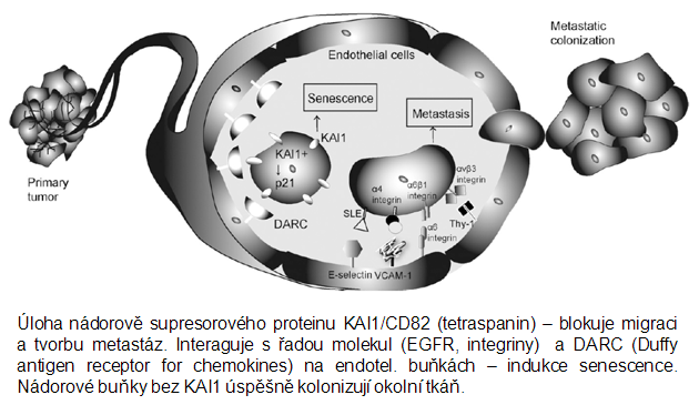 Interakce nádorové buňky s endotelem