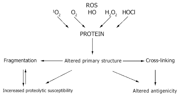 Reaktivní metabolity kyslíku (ROS) v proteolytické – antiproteolytické rovnováze 1