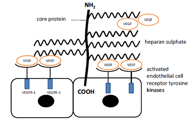 Interakce heparan sulfátu (HS) s VEGF na receptorech endoteliálních buněk během angiogeneze