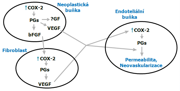 Model angiogeneze – interakce buněčných typů