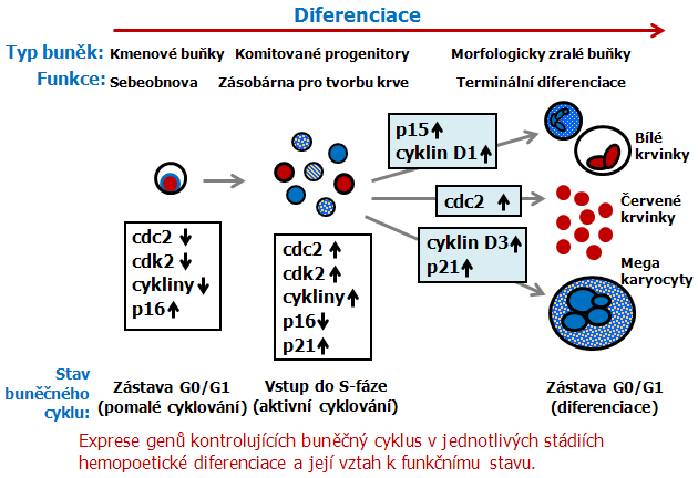 Geny kontroly buněčného cyklu v hemopoéze