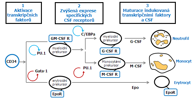 Model indukce hematopoetické diferenciace specifickými transkripčními faktory