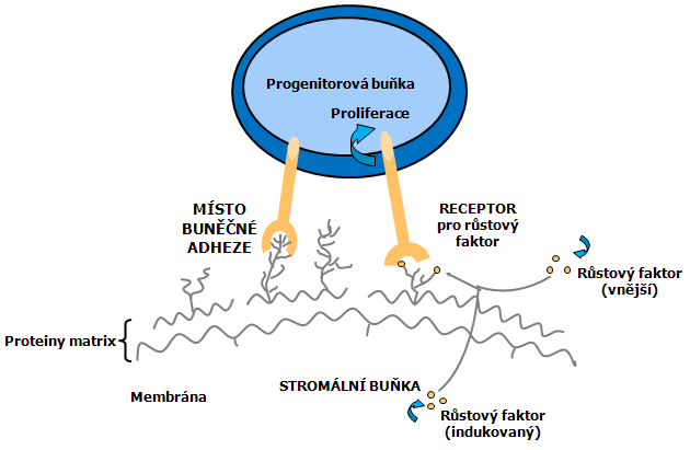 Model prostorové organizace hematopoetických kmenových buněk a růstových faktorů v mikroprostředí kostní dřeně