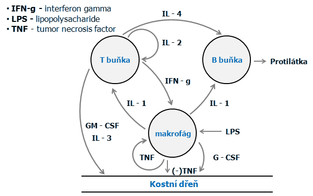 Síť interakce cytokinů, pozitivní a negativní zpětná vazba