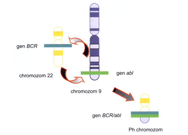 Ph chromozom je produktem translokace t(9;22)(a34;q11)