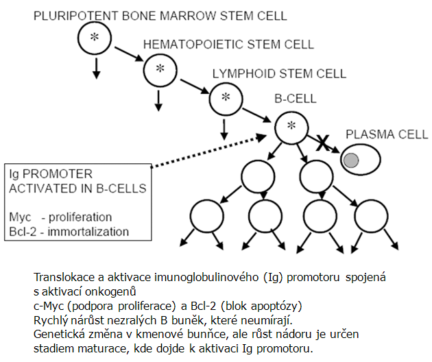 B-lymfomy, Burkittův lymfom