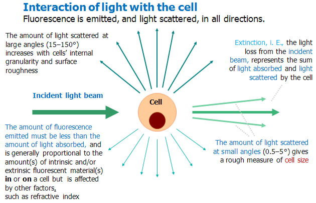 Interaction of light with the cell