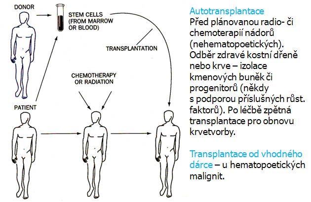 Transplantace