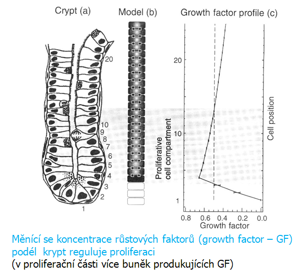 Střevní krypta a profil růstových faktorů