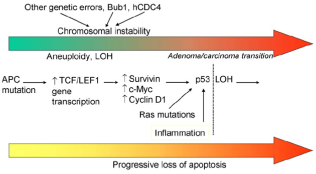 Vznik chromozomální nestability u CRC