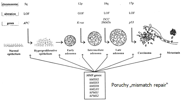 Genetické změny spojené s kolorektální karcinogenezí