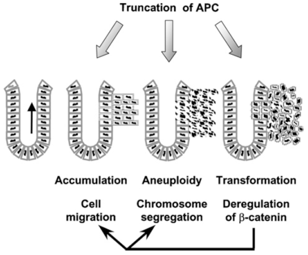 Mutace genu APC