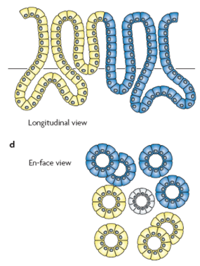 Longitudinal view & En-face view