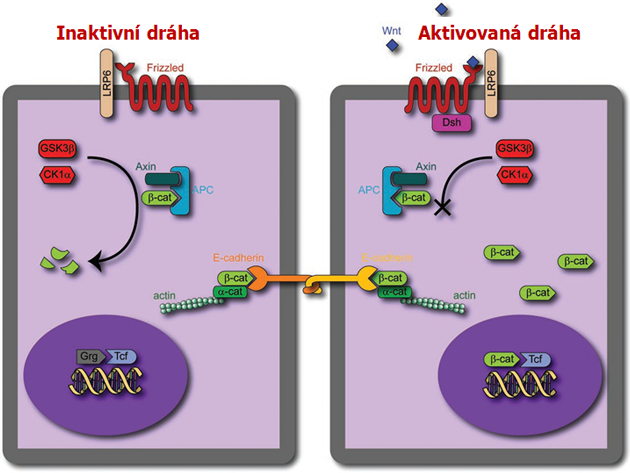 Schéma Wnt/beta kateninové dráhy