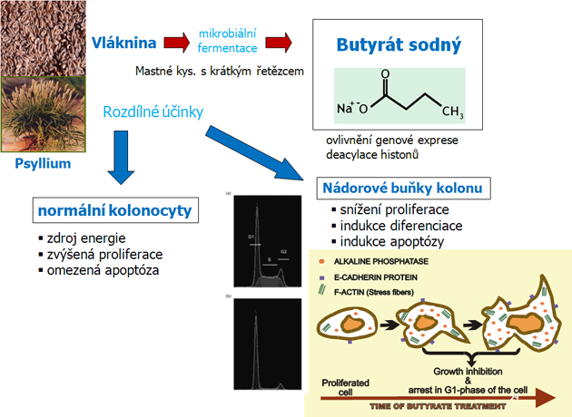 Butyrát slouží jako zdroj energie pro normální kolonocyty, ale brzdí proliferaci a indukuje diferenciaci a apoptózu neoplastických kolonocytů in vitro a in vivo