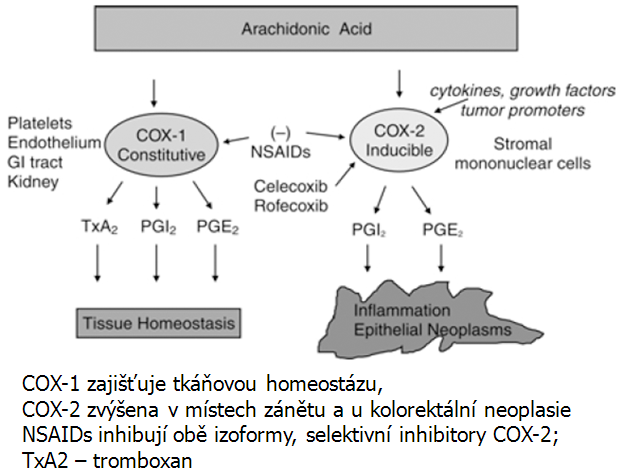 Konstitutivní COX-1 a inducibilní COX-2 izoenzymy