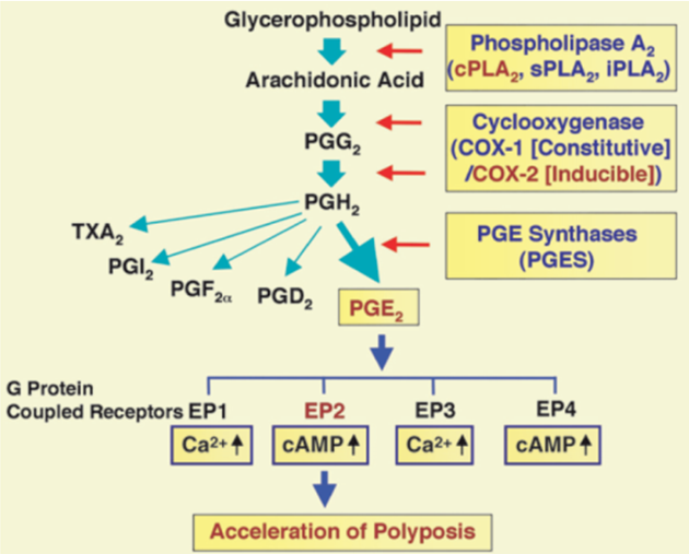 Metabolizmus AA v kontextu vzniku střevní polypózy