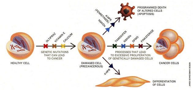 Chemoprevence a chemoterapie