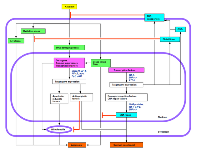Schéma drah cytotoxického působení cisplatiny a faktory uplatňující se v rezistenci (červeně)