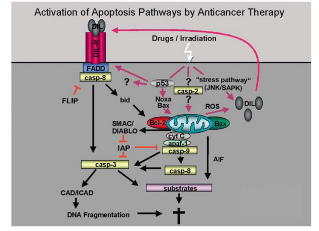 Signální dráhy apoptózy indukované chemoterapeutiky