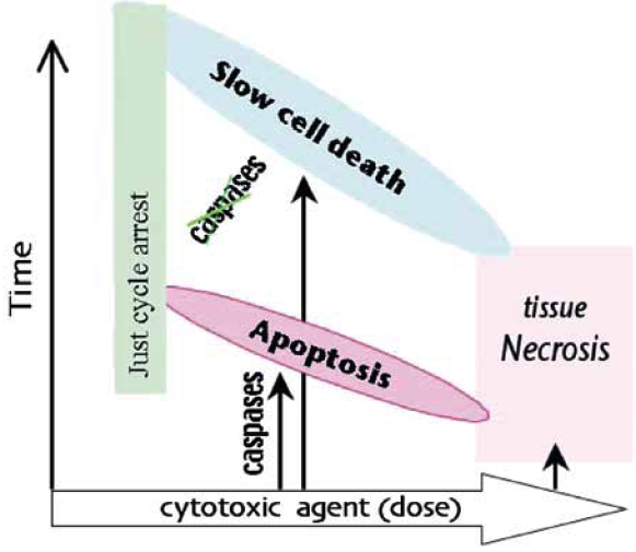 Působení protinádorových terapeutik – závislost typu buněčné smrti na dávce