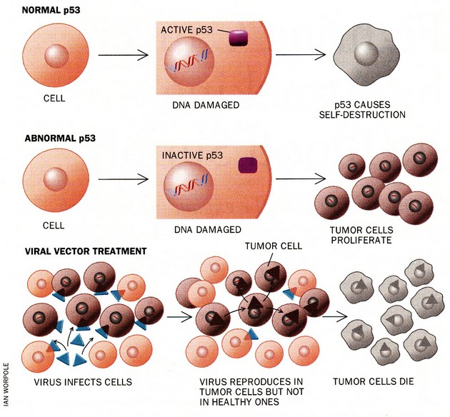 Využití funkce p53 proteinu k selektivní likvidaci nádorových buněk pomocí geneticky modifikovaného viru.