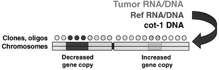 Srovnávací genomová hybridizace a expresní microarray analýza.