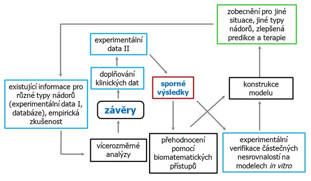 Vzájemný vztah experimentálních dat, klinických dat a jejich biomatematického vyhodnocování směřující k zlepšení predikce a terapie nádorových onemocnění.