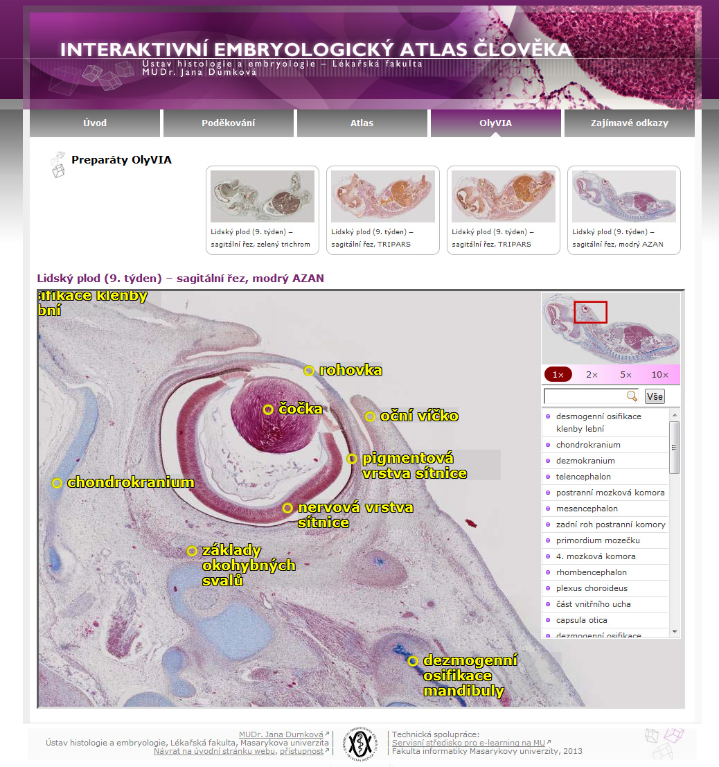 Embryologický atlas