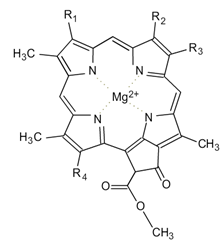  chlorofyl 