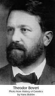 Theodor Boveri