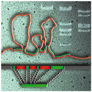 Informace v mRNA může být upravována