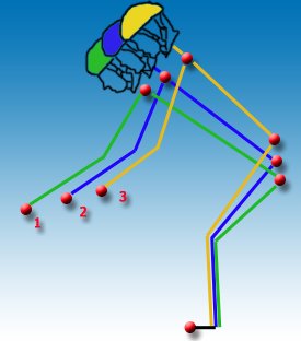 Somatotyp cyklisty