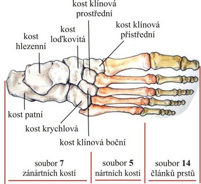 Obr. 13: anatomické rozdělení kostí nohy (viz 1)