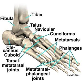 Obr. 14: anglický popis kostí kostry nohy (viz 2)