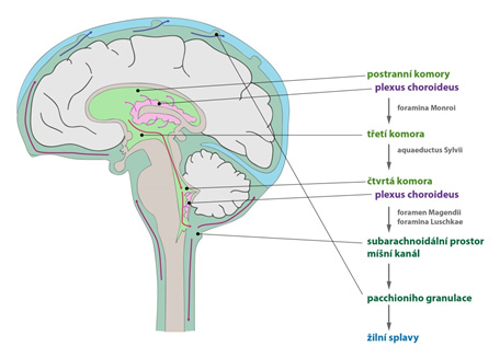 Cirkulace mozkomíšního moku