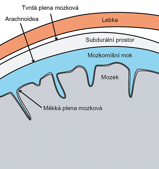 Mozkové obaly