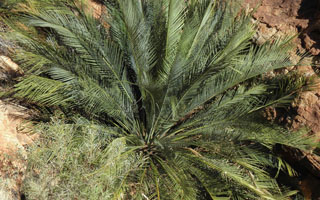 Cykasy Macrozamia mcdonellii