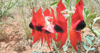 Clianthus formosus