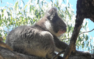 Koala