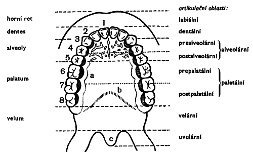 Fonetické dělení patra (dle Hála, 1960)