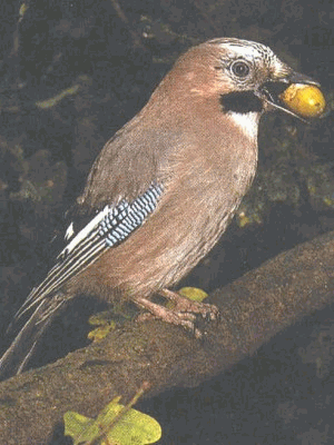 Sojka obecná