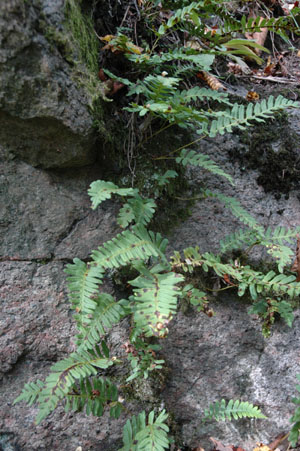 Geologick pomry v zem