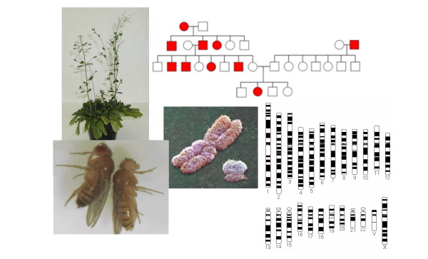 Praktikum z obecné genetiky – úvodní stránka