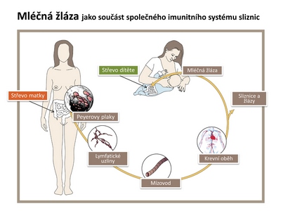 Přihrávka na přesnost spředbíháním, publikace Mgr. Tomáše Pětivlase, Ph.D. (FSpS)