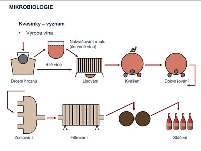 Schéma mikrobiologického významu kvasinek, prezentace paní Mgr. Šárky Bidmanové, Ph.D. (PřiF)